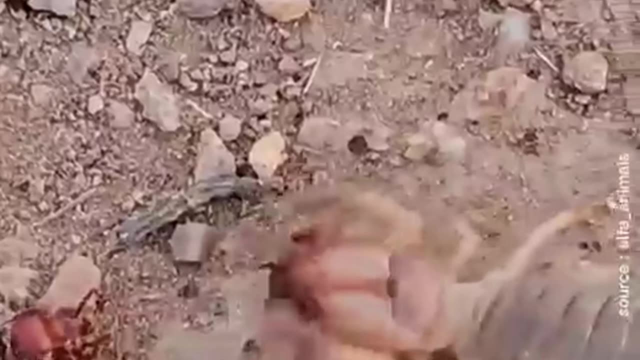 The Predator That Even Ant Armies Fear!
