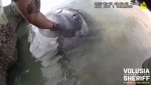 Volusia County deputies free a stuck Mola Mola fish with a lasso