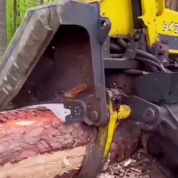 Amazing machine cutting down a tree & cutting into logs.