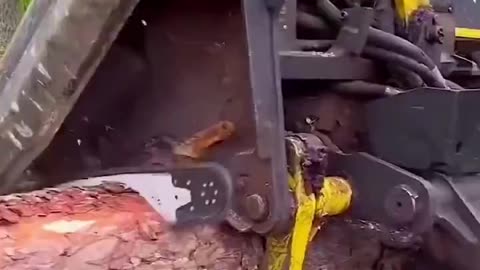 Amazing machine cutting down a tree & cutting into logs.