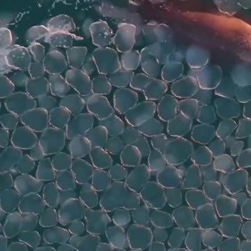 Ice pancakes formed in Chukotka - snow, wind and a weak current are needed for their appearance.