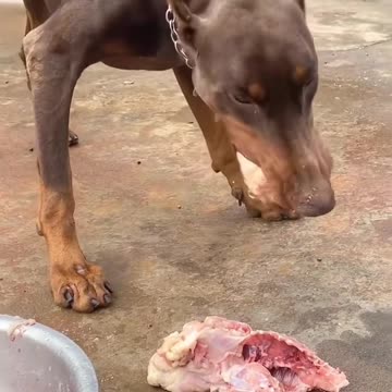 "A Dog's Foodie Moment: Overflowing with Joy"