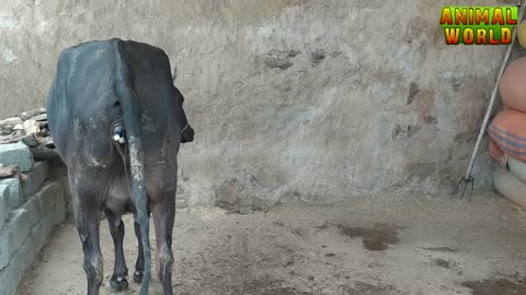 Cow giving birth and calf drinking milk