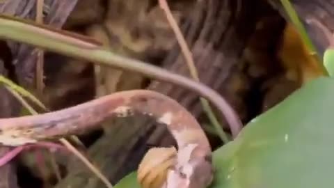 Nature is Cruel #8