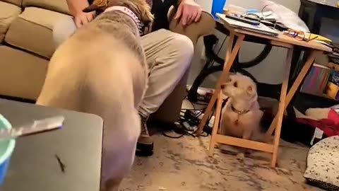 Daisy and Daddy Play Time