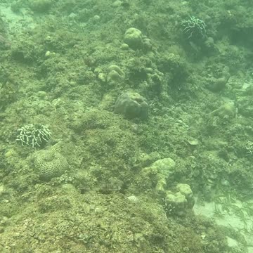 Snorkeling Bliss: Dive Into a World Beneath the Waves 🌴🐚