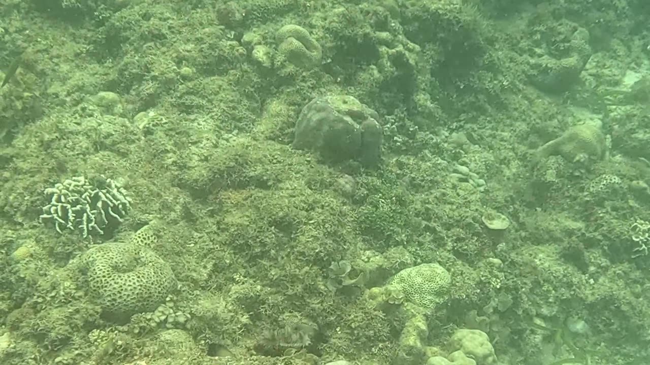 Snorkeling Bliss: Dive Into a World Beneath the Waves 🌴🐚