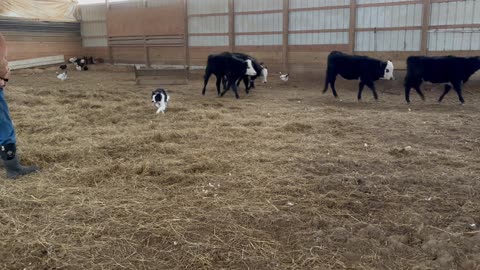 10 January 2025, Cold Day, Pups Not Listening-7