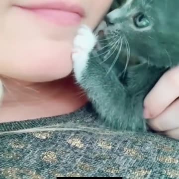 گربه ها از ادما بیشتر احساسات دارن😶‍🌫️