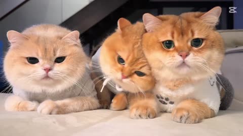 Adorable Moments with a Cute Character