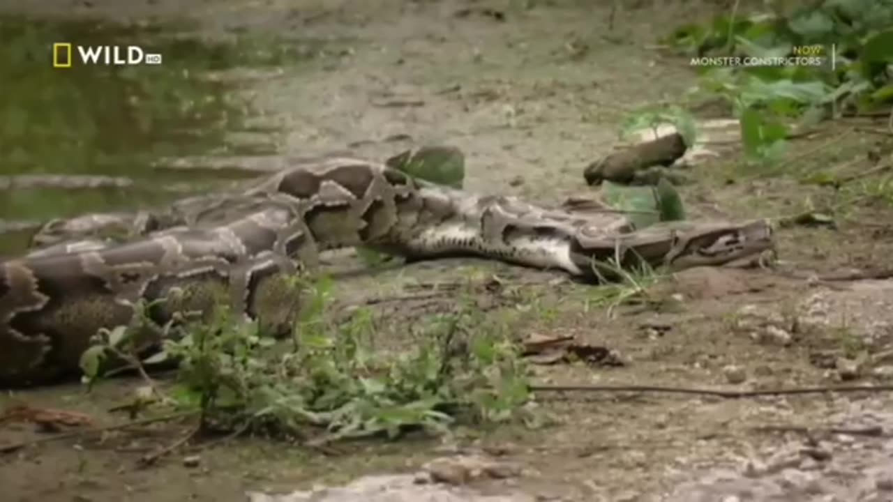 Crocodile 🐊🐊 Big Snake Fight