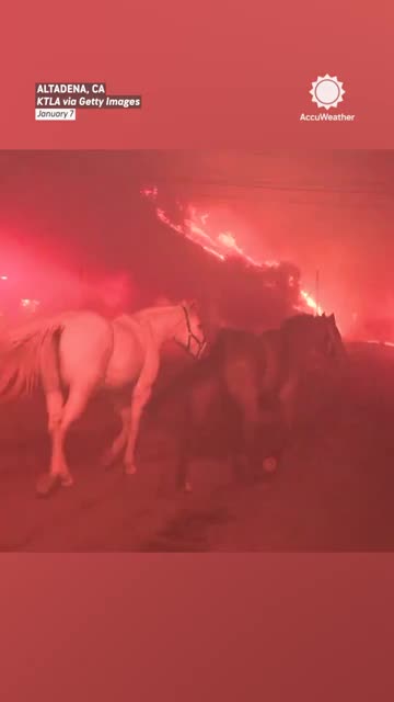 Horses Saved from California Wildfires
