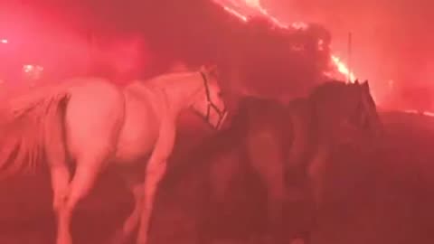 Horses Saved from California Wildfires