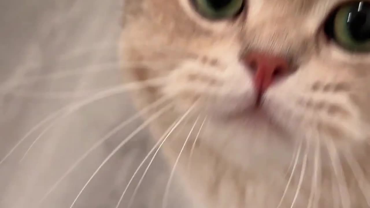 Adorable Compilation of Angry Cats!