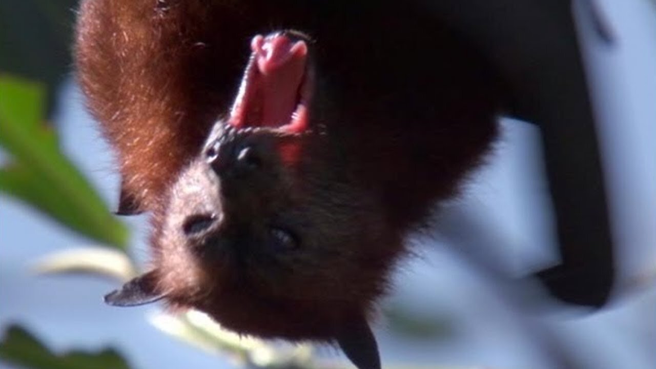 Giant Fruit Bats _ Benedict Cumberbatch Narrates South Pacific