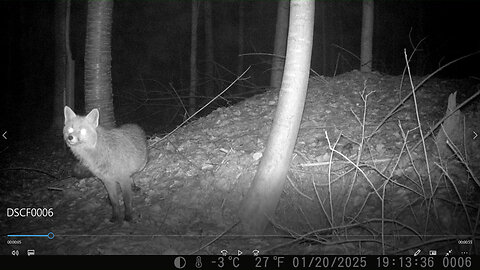 Badger, fox and roe deer at a den - Dachs, Fuchs und Reh an einem Bau