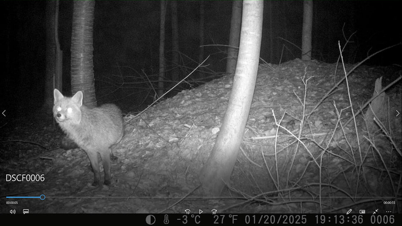 Badger, fox and roe deer at a den - Dachs, Fuchs und Reh an einem Bau