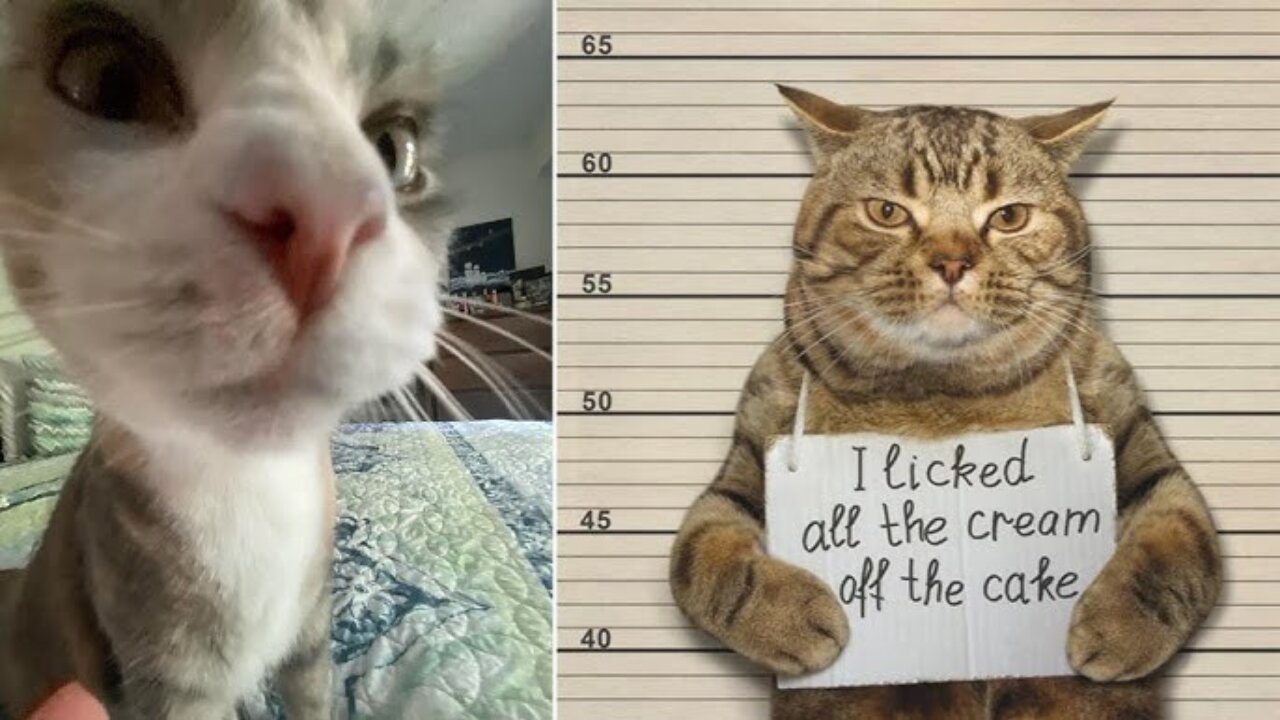 This Cat’s Hilarious Fails Will Make Your Day