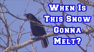 WHEN Is All This Snow Gonna Melt? | Mud, Straw, Groovy Eggs, Arkansas homestead chickens