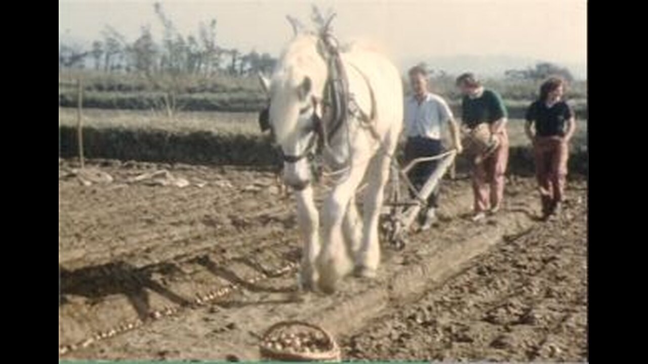 Braunton Bulb Farm1960s