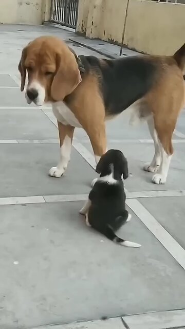 Heartwarming Moments with Playful Pets 🐾❤️