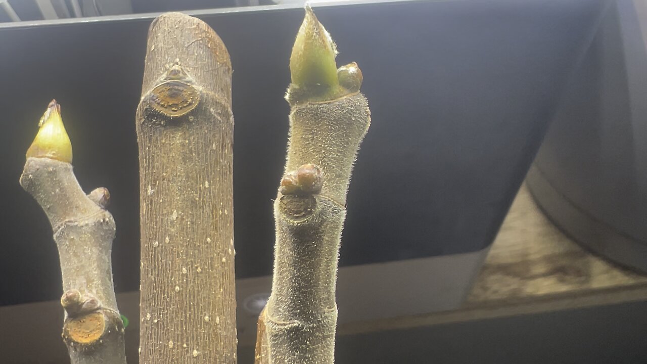 Fig Propagation, Fruit Buds vs Growth Buds