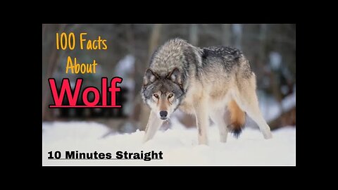 Wolf - Your 10 Minutes will Worth it | Animal Planet Wildlife Documentary