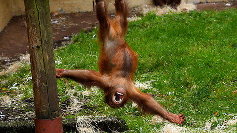 Fun-filled Orangutan Baby Jim’s Adventure with Woodwool