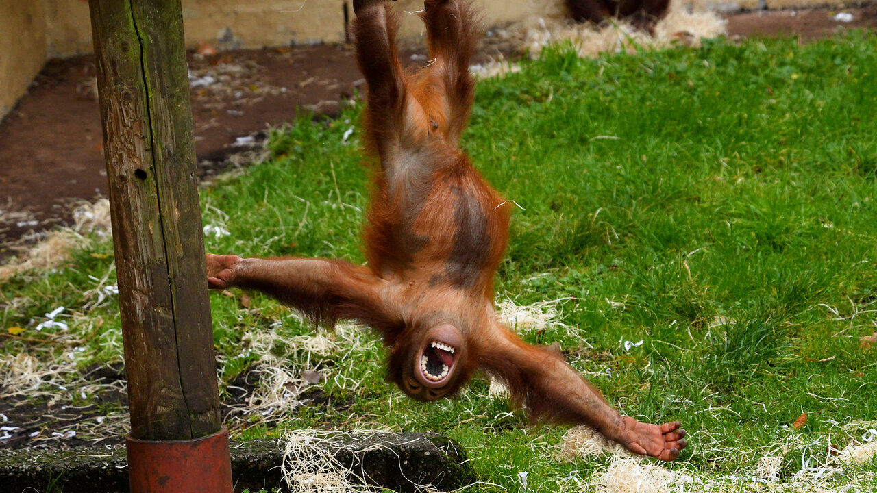 Fun-filled Orangutan Baby Jim’s Adventure with Woodwool