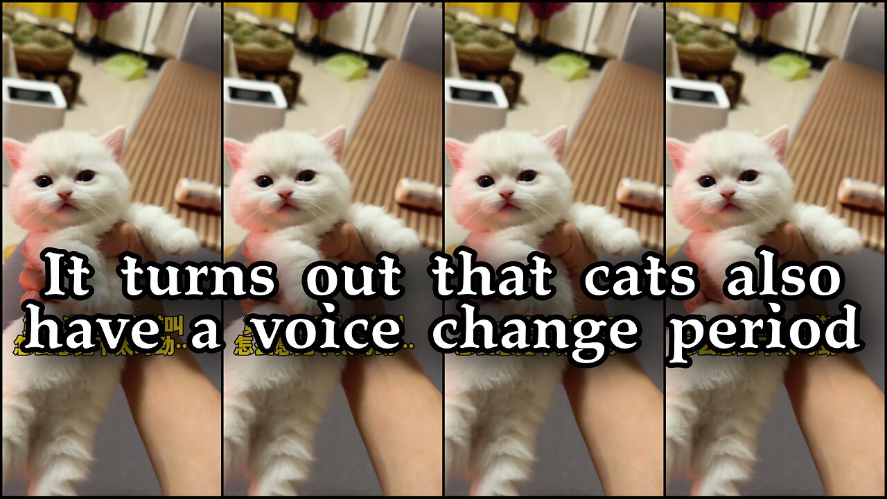 It turns out that cats also have a voice change period