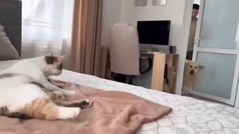 Dog's Reaction To Meeting Best Friend's Babies For The First Time…