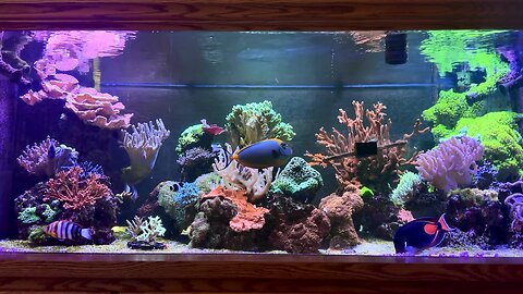 Saltwater Aquarium Update