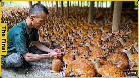 Mouse Deer Asia! How Vietnamese Farmers Raise Thousands of Mouse Deer _ Farming Documentary