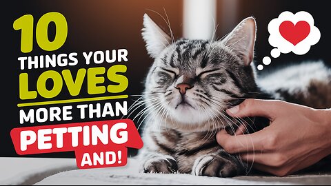 10 Things Your Cat Loves More Than Petting | Pets Guidelines