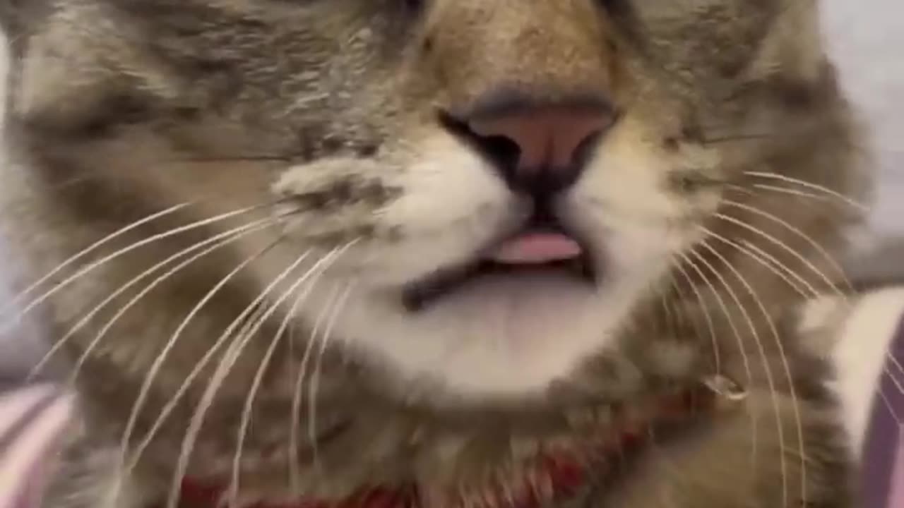 Funny Cat video