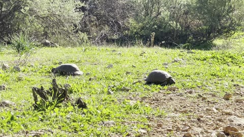 Tortoises on a hill