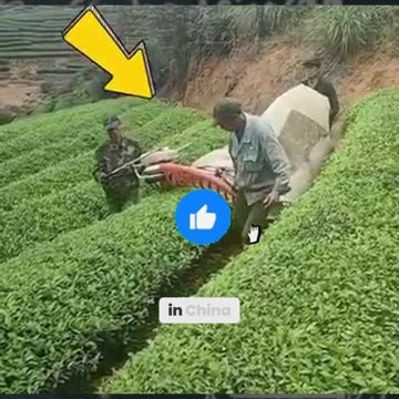 China's Tea Harvesting Tech Puts Other Countries t