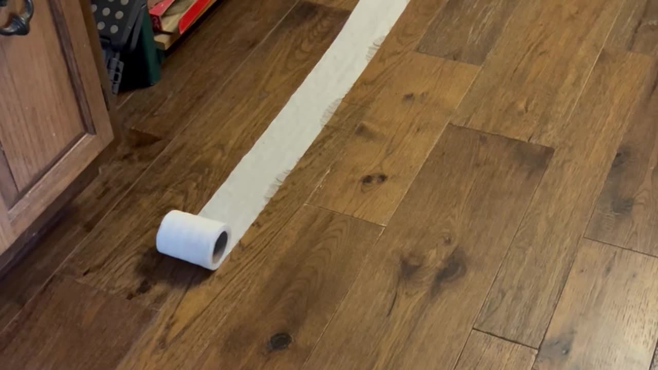 Roomba Wraps Itself In A Roll Of Toilet Paper