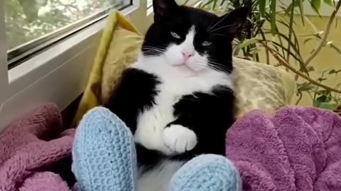 Funny animals