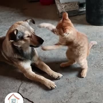 you have a funny pets//