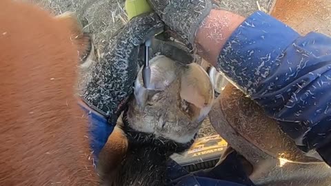 Trimming the Left Front on a Pony Mare Hoof Care Tutorial