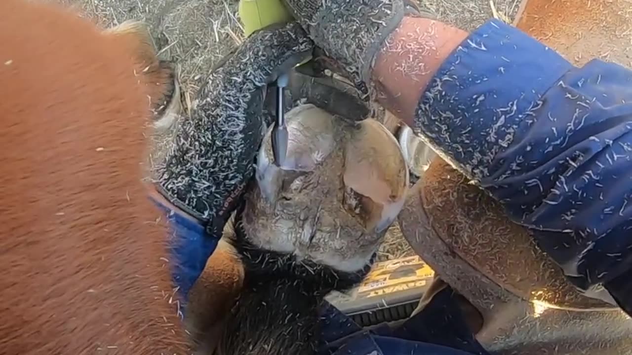 Trimming the Left Front on a Pony Mare Hoof Care Tutorial