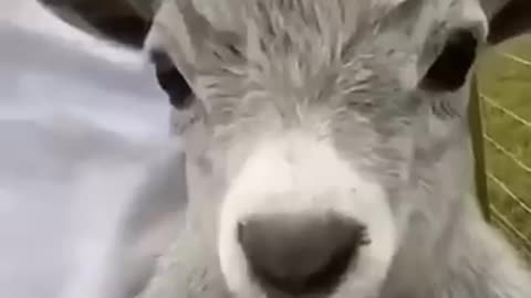 funny animals video 2021🐶🐶🐶🐶