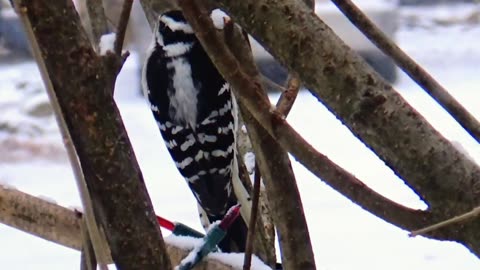 Downy Woodpecker