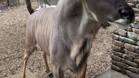 Kudu Bull Checks on the Neighbors