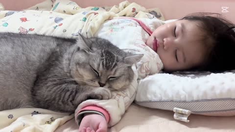 British Cat Loves Sleeping with My Daughter