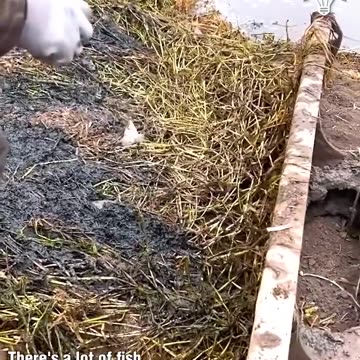 Catching fish while removing weeds from the river!.hd