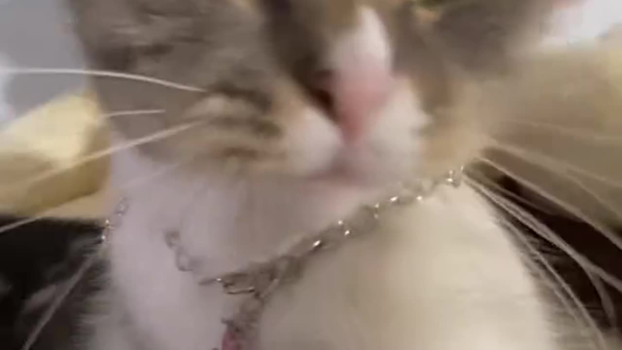 #cat the one ,If he catch the then its not fun 😂