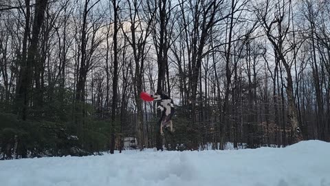 A Dog And Her Frisbee