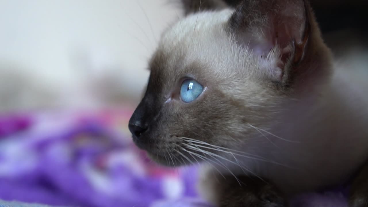 Little Kitten With Blue Eyes